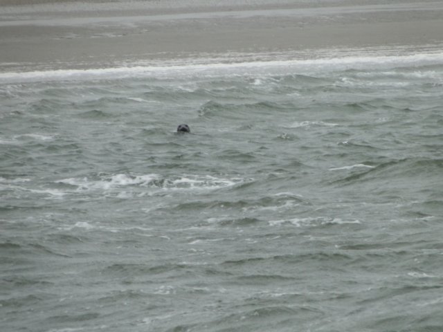 HWK Texel 216.jpg